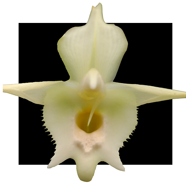 Catasetum DF Adriana Feitoza - Albina