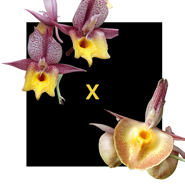 CATASETUM DRACO BICOLOR X ( JOAO STIVALI X ORCHIDGLADE )