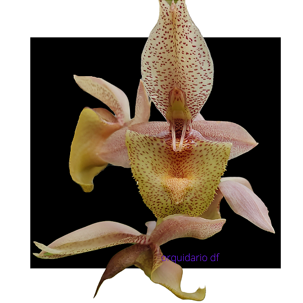 CATASETUM JB X ORCHDGLADE X DF ADRIANA FEITOZA