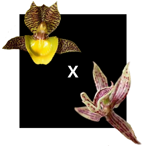 CATASETUM KLEBERIANUM X MORMODES CASTROI