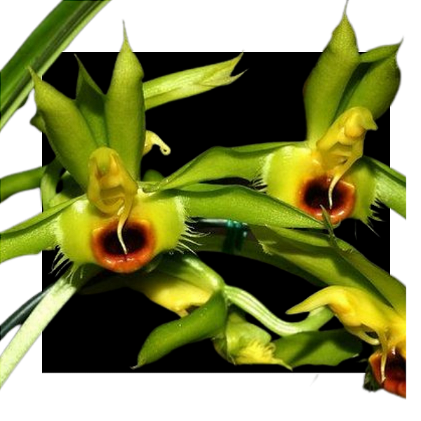 CATASETUM OSCULATUM