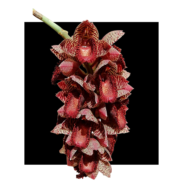 Catasetum Ivonae