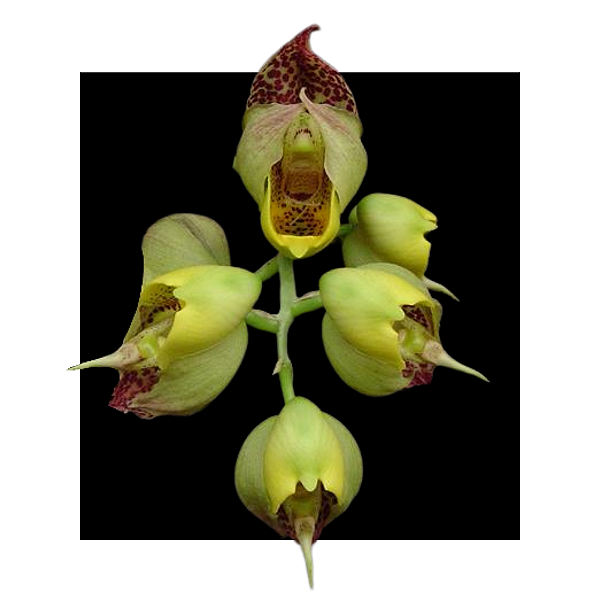 Catasetum Macrocarpum