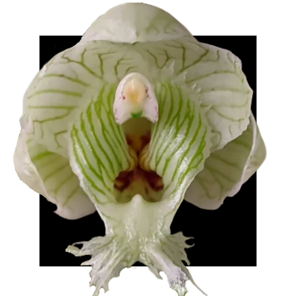 CLOWESIA  WARSCEWICZII X ROSEA