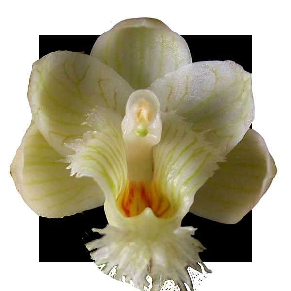 CLOWESIA AMAZONICO X  ROSEA