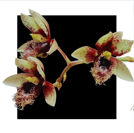 CLOWESIA ROSEA X Catasetum ARIRTIMUM