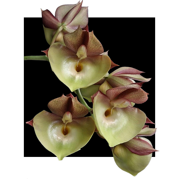 Catasetum Penang