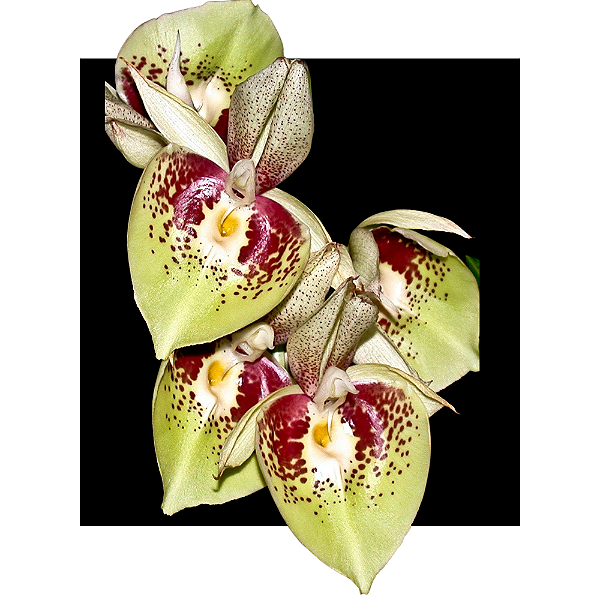 Catasetum Renato Ferreira x Centrum Brunneis