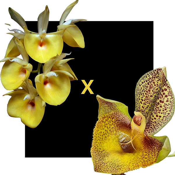 CATASETUM PILEATUM MARELO X MARY SPENCER - 213