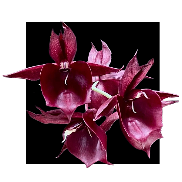 Ctsm pileatum imperiales x (( Stephen Moffitt ) x ( Orchidglade x J.Diamonds ))