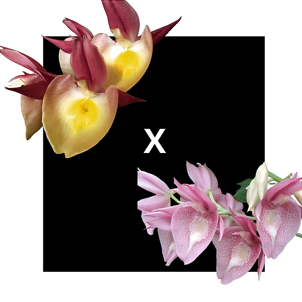 Catasetum Renato Ferreira X Pileatum Roseum