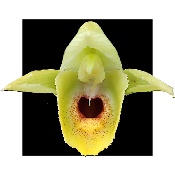 Catasetum Schmidtianum x Pileatum albo