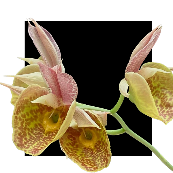 Ctsm.( Darkness x D.F.A.Feitosa ) X ( Orchidglade Polka Dot