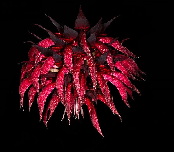 Bulbophyllum spiesii