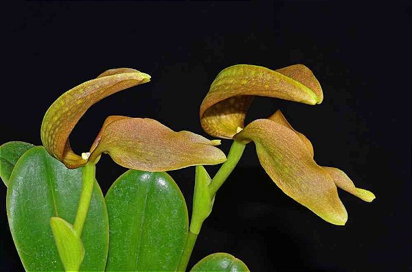 Bulbophyllum grandiflorum