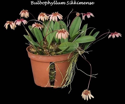 Bulbophyllum Sikkimense
