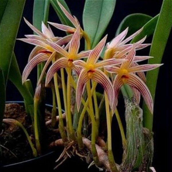 Bulbophyllum affine
