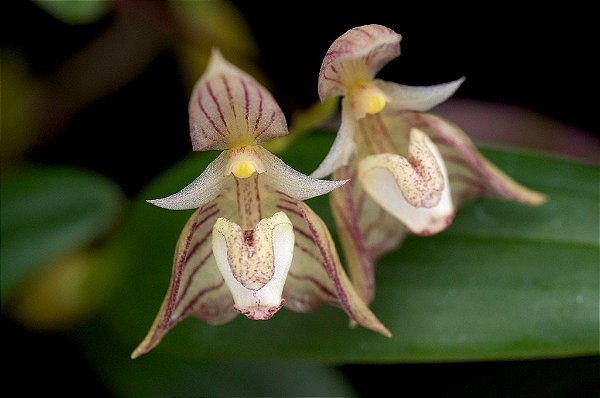Bulbophyllum ambrosia