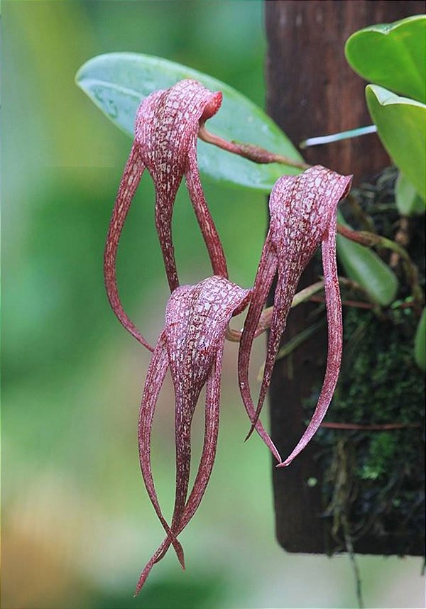 Bulbophyllum longissimum