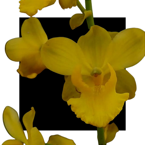 Cyrtopodium glutiniferum