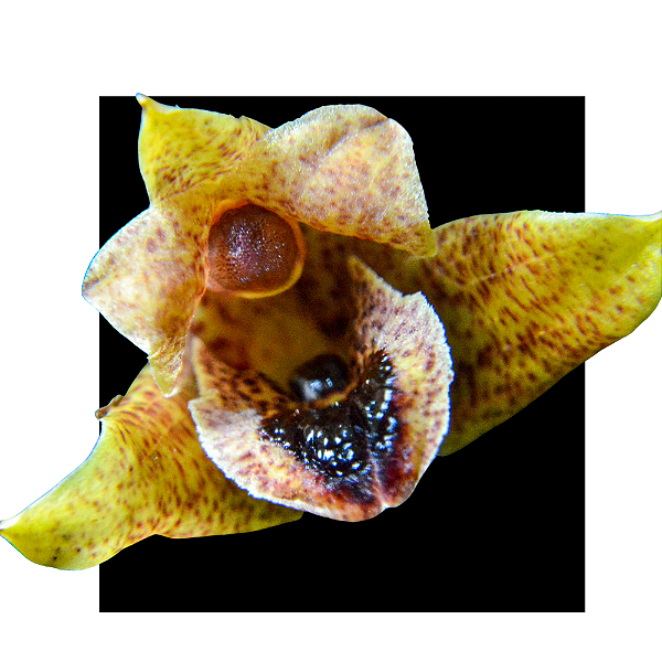 Maxillaria madida