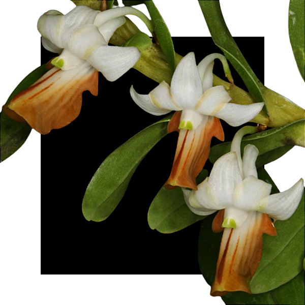 Dendrobium ellipsophyllum