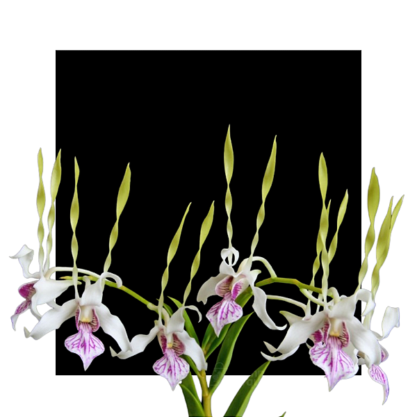 Dendrobium antenatum