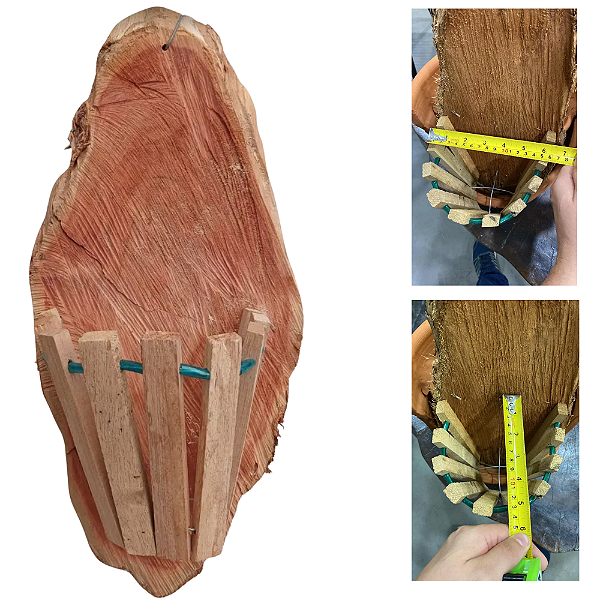 Cachepo de Sansão do campo