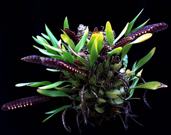 Bulbophyllum falcatum var. Velutinum