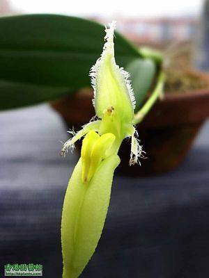 Bulbophyllum fascinator albo