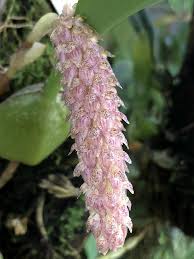 Bulbophyllum lilacineum