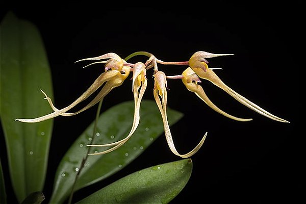 Bulbophyllum macraei x self