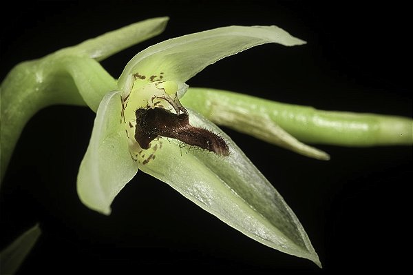 Bulbophyllum tripetalum