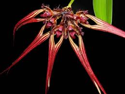 Bulbophyllum wendlandianum