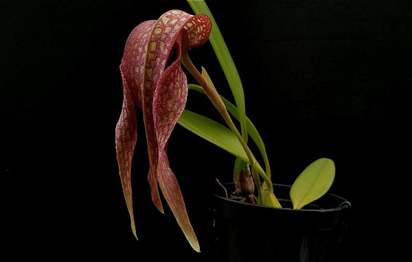 Bulbophyllum (grandiflorum x longisepalum)
