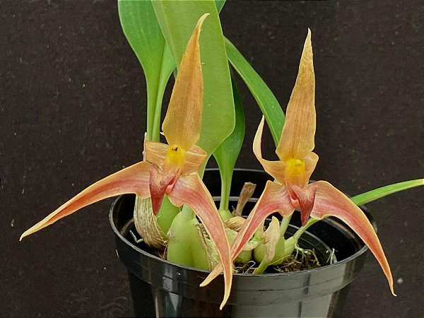 Bulbophyllum (lobbii x facetum)