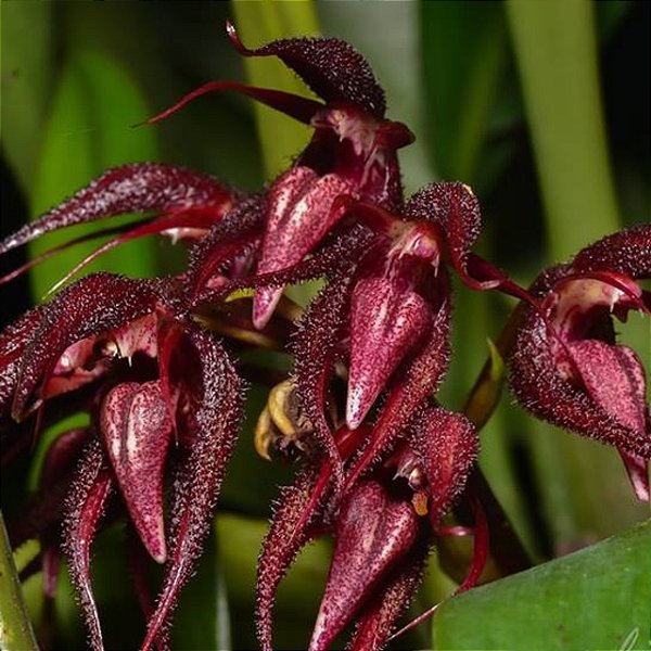 Bulbophyllum (spiesii x lasianthum)