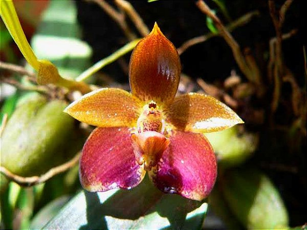Bulbophyllum (cornutum  x dearei “Matt”)