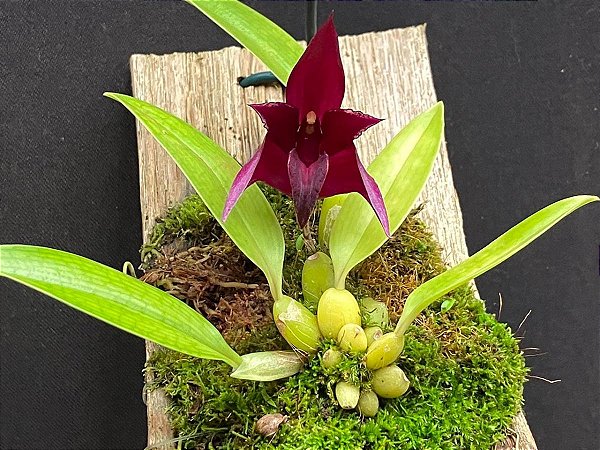 Bulbophyllum (cruentum x reticulatum)