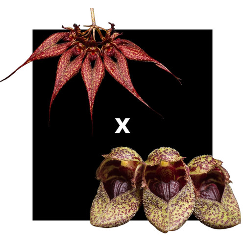 Bulbophyllum (Crownpoint x frostii)