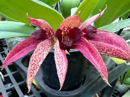 Bulbophyllum ( frostii x phalaenopsis )