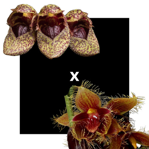 Bulbophyllum (frostii x Dayanum)