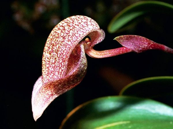Bulbophyllum (afarkianum x cominsii)