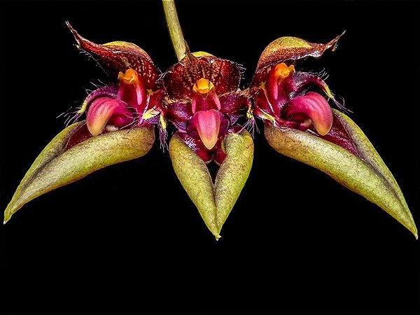 Bulbophyllum (rothschildianum x pingtungensis)