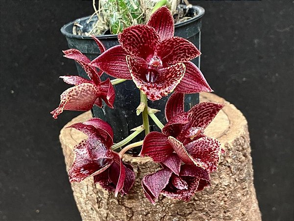 Clowsetum Barnabas Collis