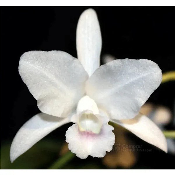 Cattleya bowringeana alba x self