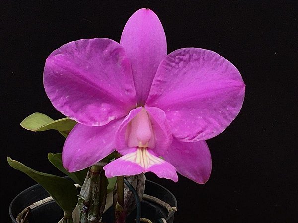 Cattleya nobilior (rubra x campeão 90“ Landin”)