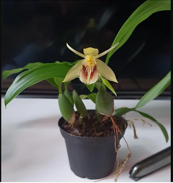 Coelogyne ovallis