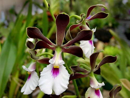 Encyclia cordigera