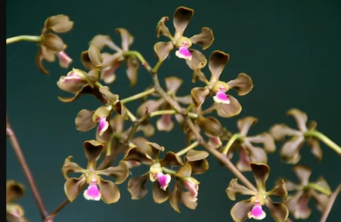 Encyclia duvenii